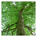 American Beech
