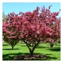 Crabapple