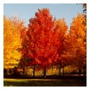 Sugar Maple