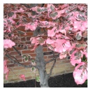 Tricolour European Beech