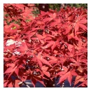 Shojo Japanese Maple